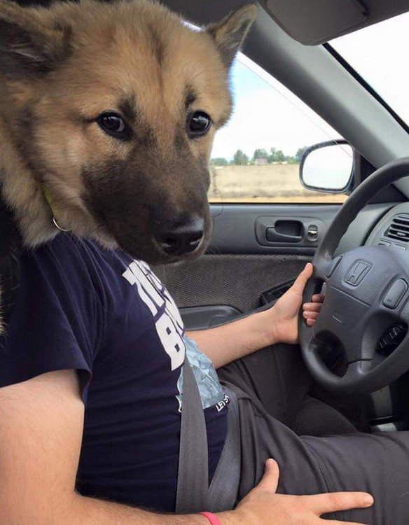 Dog+face+driving+dont+look+me+im+driving+_3fc7a6_5634009.jpg