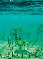 1317544256_rmangroves_under_water_125908