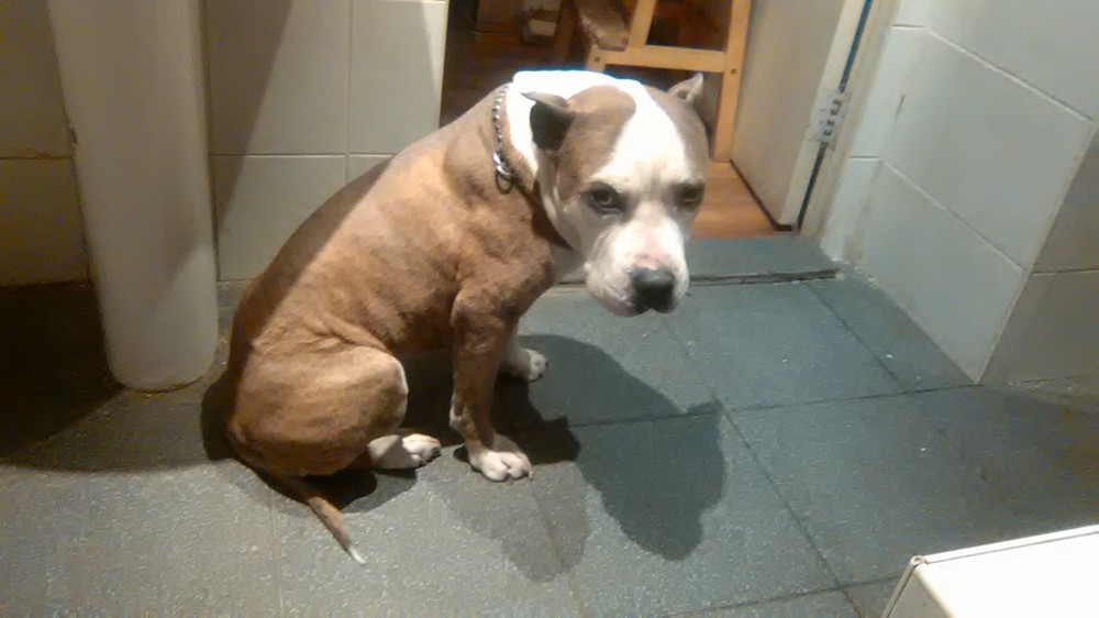 WP_20170416_001.thumb.jpg.55ceb4b3f538fe