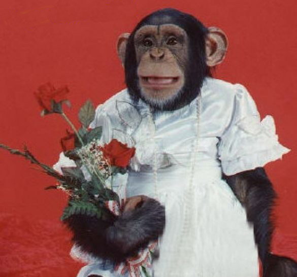 monkey-bride.jpg