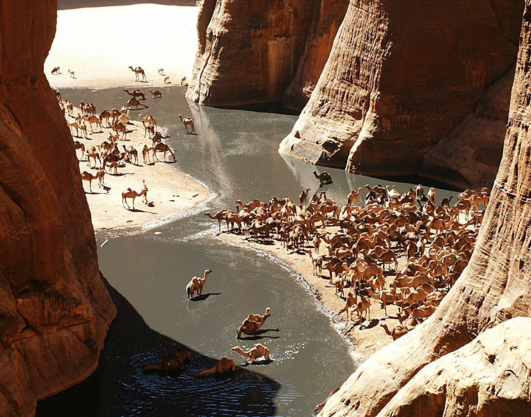 GueltaCamels.thumb.jpg.47e9fbb5be5317cb2