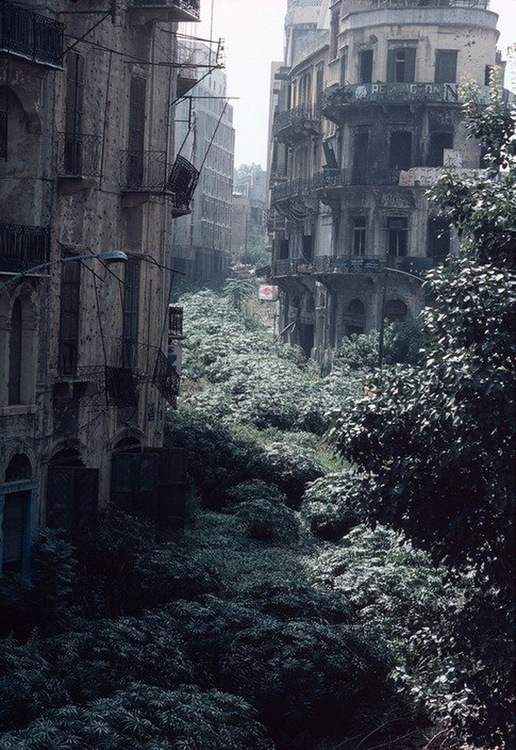 Демаркационная зона «Зелёная линия». Бейрут, Ливан, 1982.jpg