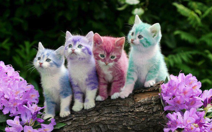 Цветные котята.jpg