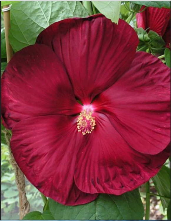 2025-06-14_173254.thumb.jpg.c213a4656b33