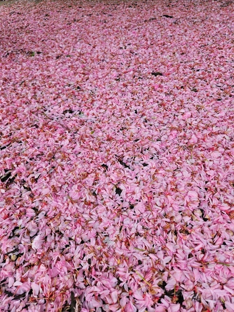 20250507_135907.thumb.jpg.8152a4f798f720