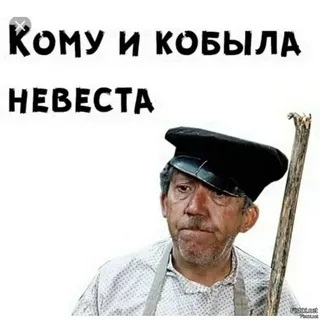 кобыла невеста.jpg